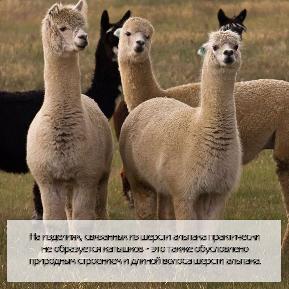 Альпака, верблюд, викунья, кашмирская коза – из чьей шерсти лучше всего шить костюмы и пальтоблог bond & stinson