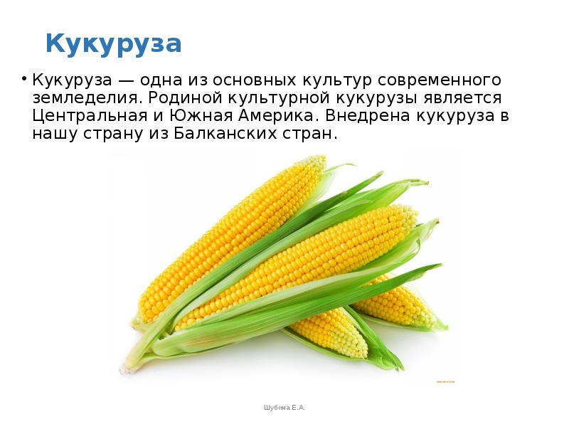 Сорта кукурузы – 42 лучших сорта кукурузы 2023 с описанием и фото | огородникам инфо