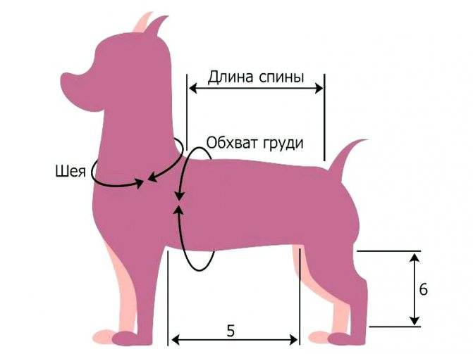 Размеры одежды для собак — что нужно знать при снятии мерок, таблицы