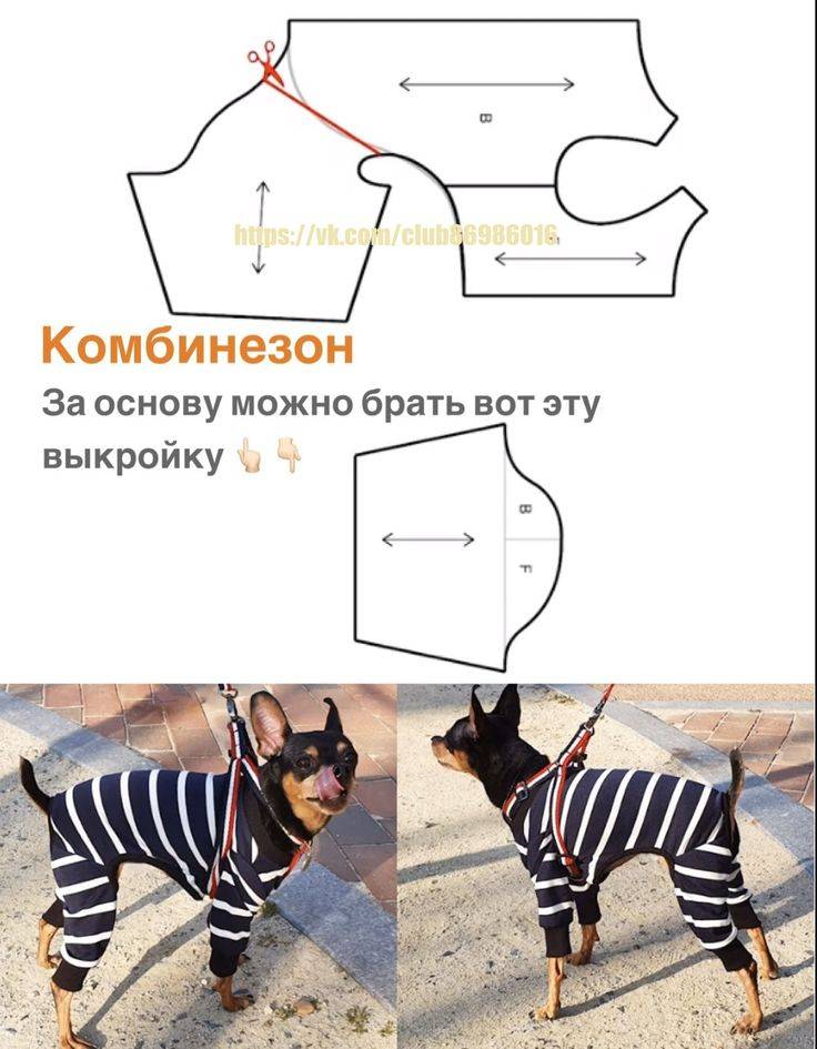 Выкройка комбинезона для собаки: удобный покрой своими руками