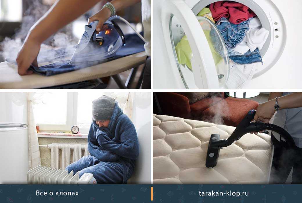 Сколько живут клопы без еды и можно ли их вывести, лишив пищи
