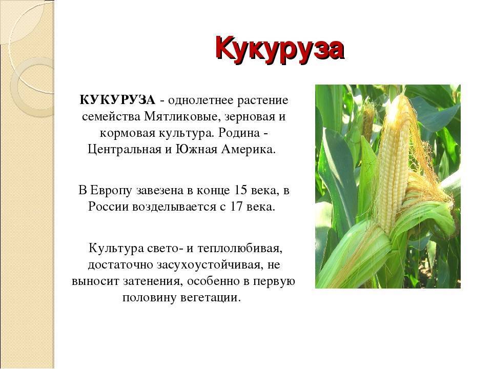 Ткань кукуруза — что это, описание,фото, особенности производства