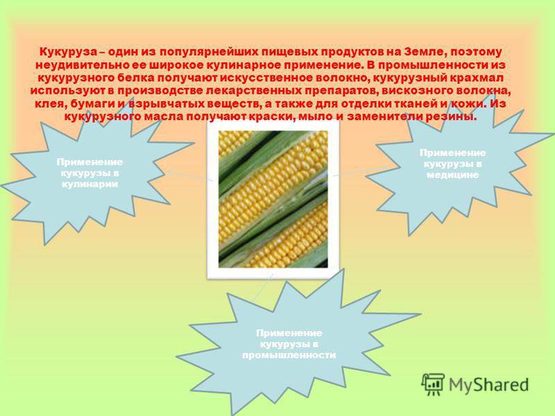 Узор кукуруза спицами: схема, описание, видео мк, 5 вариантов