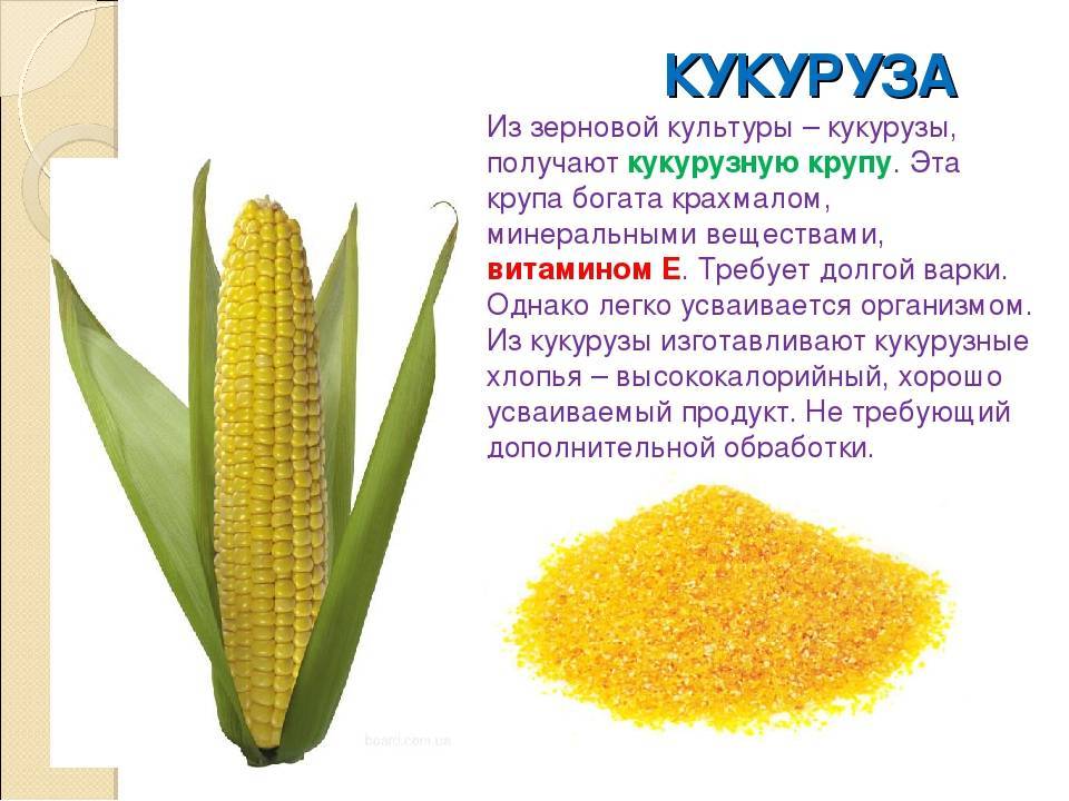 Ткань кукуруза - описание, отзывы, фото вблизи, что это такое.