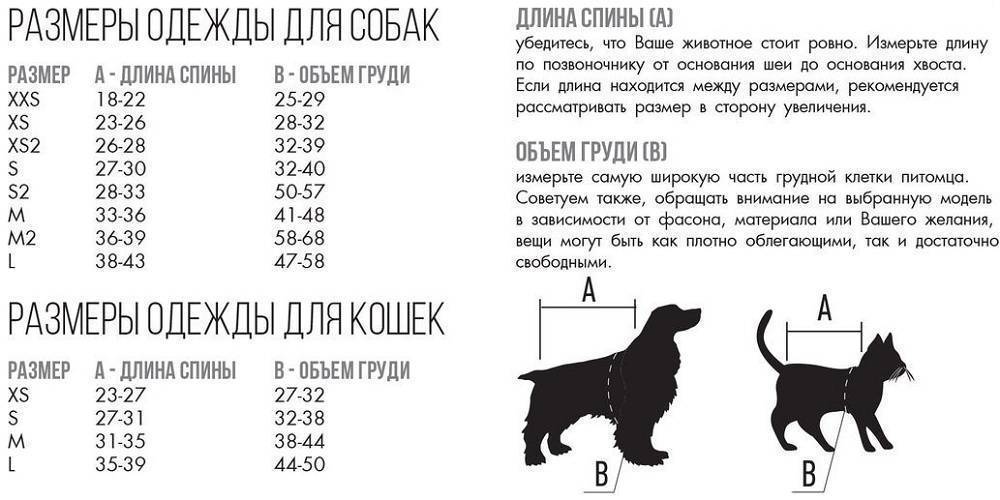 Одежда для собак: обзор лучших моделей декоративной одежды для собак, правила выбора размера и типа одежды