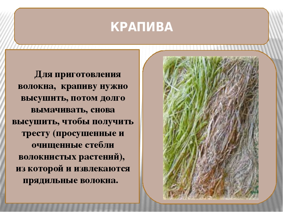 Ткань из крапивы рами — экологически чистый материал