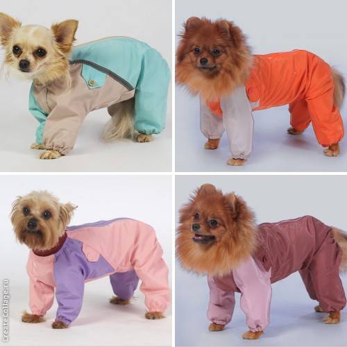 Одежда для собак: зачем нужна и как правильно подобрать