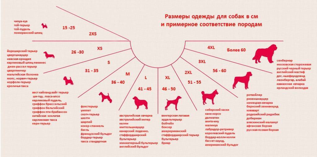 Зачем собаке одежда и как правильно подобрать ее? - русская семеркарусская семерка