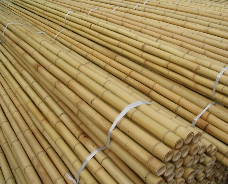 Бамбук домашний по фен шуй - вместе мастерим