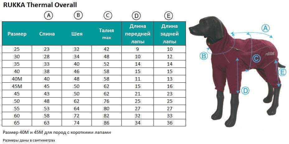 Размеры одежды для собак: таблица по породам