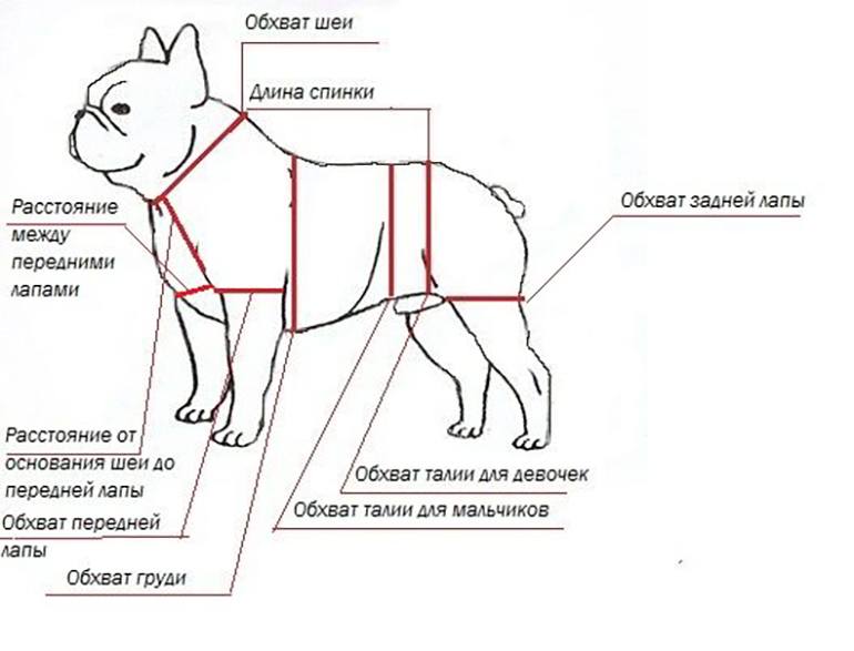 Обзор различных типов попоны для собак в зависимости от назначения, выкройки