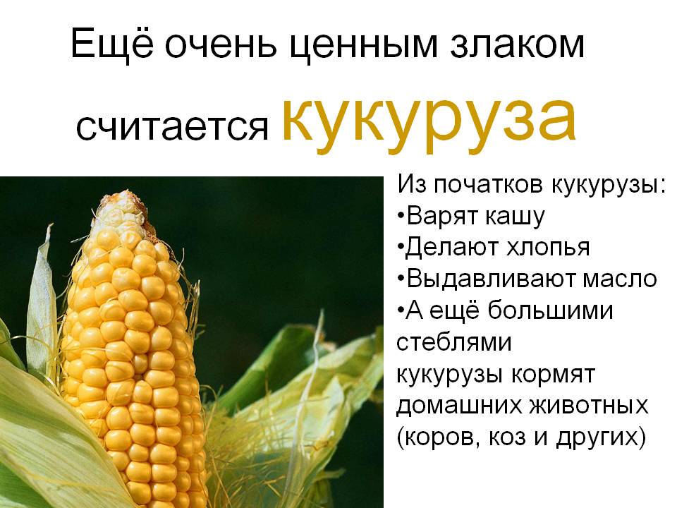 Узор «кукуруза» спицами: схемы и описание