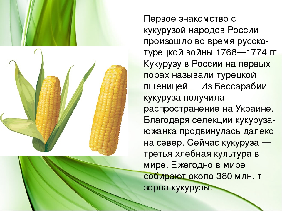 Кукуруза - трикотаж: свойства, полюсы и минусы материала