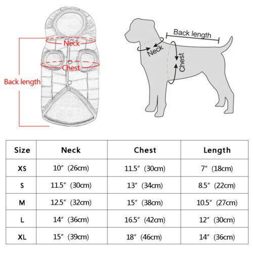 Стандарт породы «йоркширский терьер»: описание характера и особенные черты собак