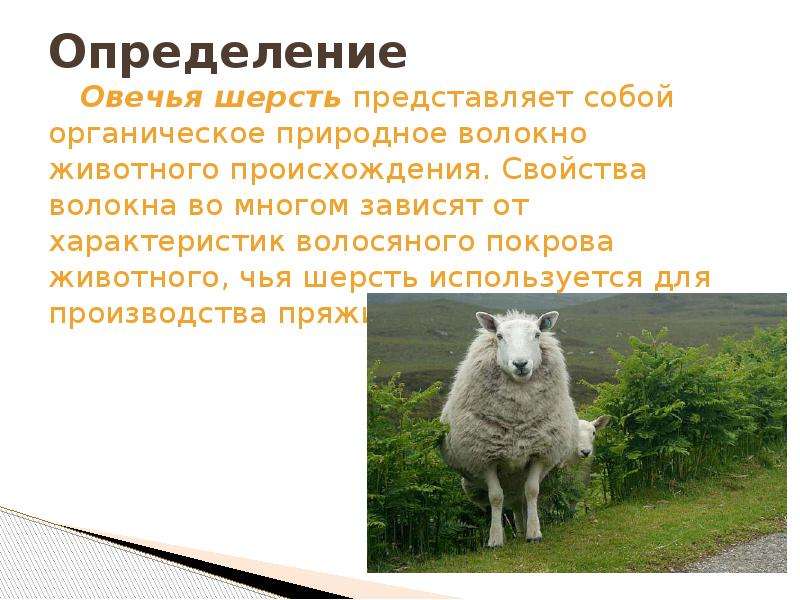 Характеристика, виды шерсти овец