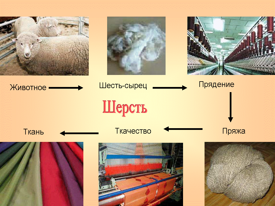 10 фактов о потрясающих свойствах шерсти мериноса