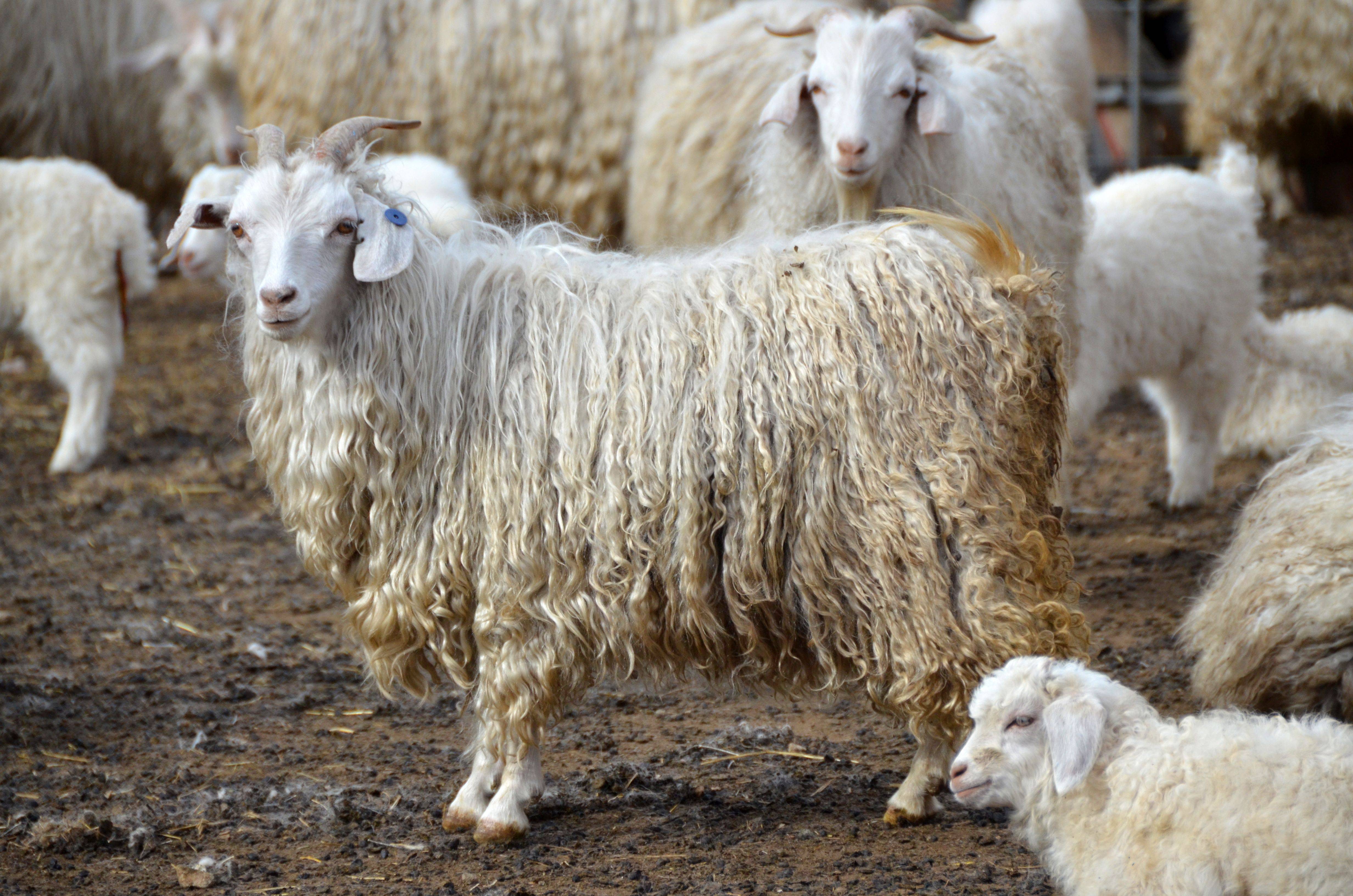 Продукция, получаемая от овец и коз, значение ее для человека