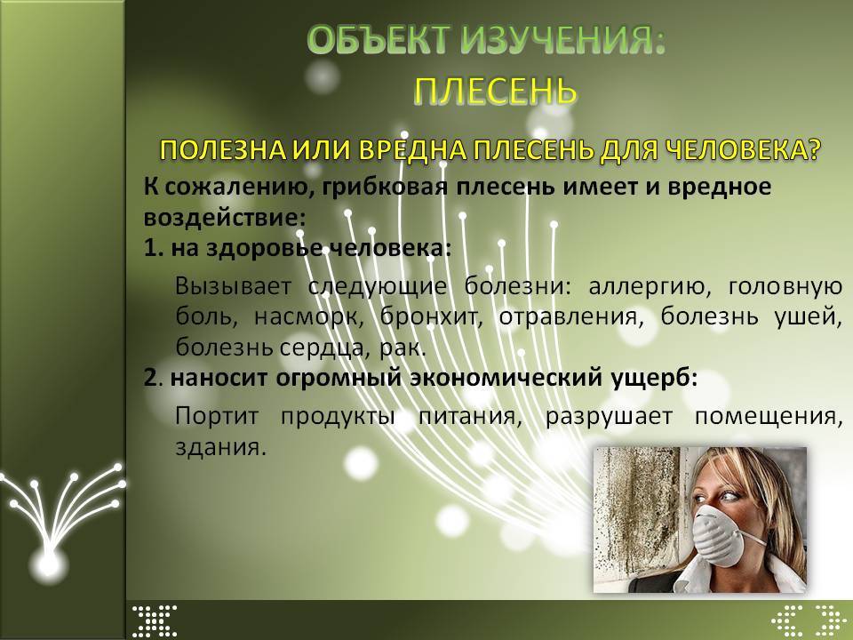 Плесень. общая информация. как избавиться от плесени?
