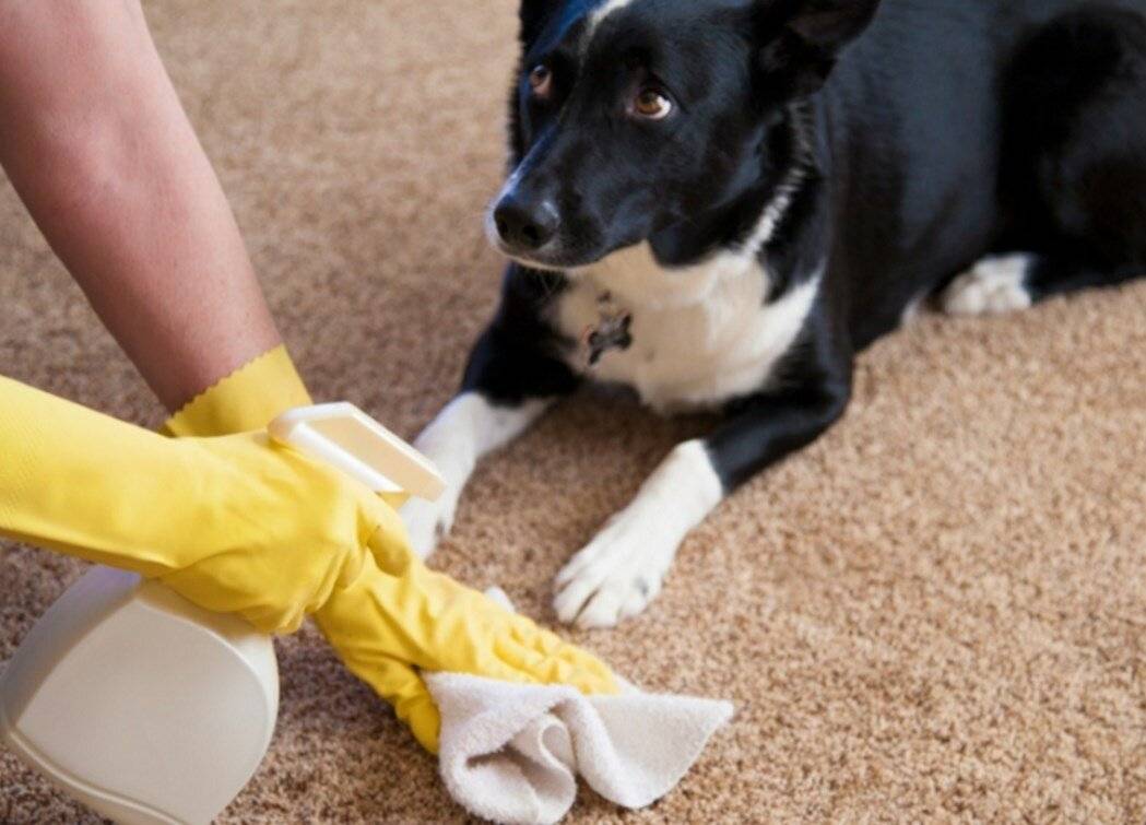 Почистить диван в домашних условиях от запаха кошачьей мочи