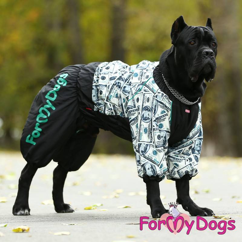 Стоит ли одевать собаку на прогулку? | блог на vetspravka.ru