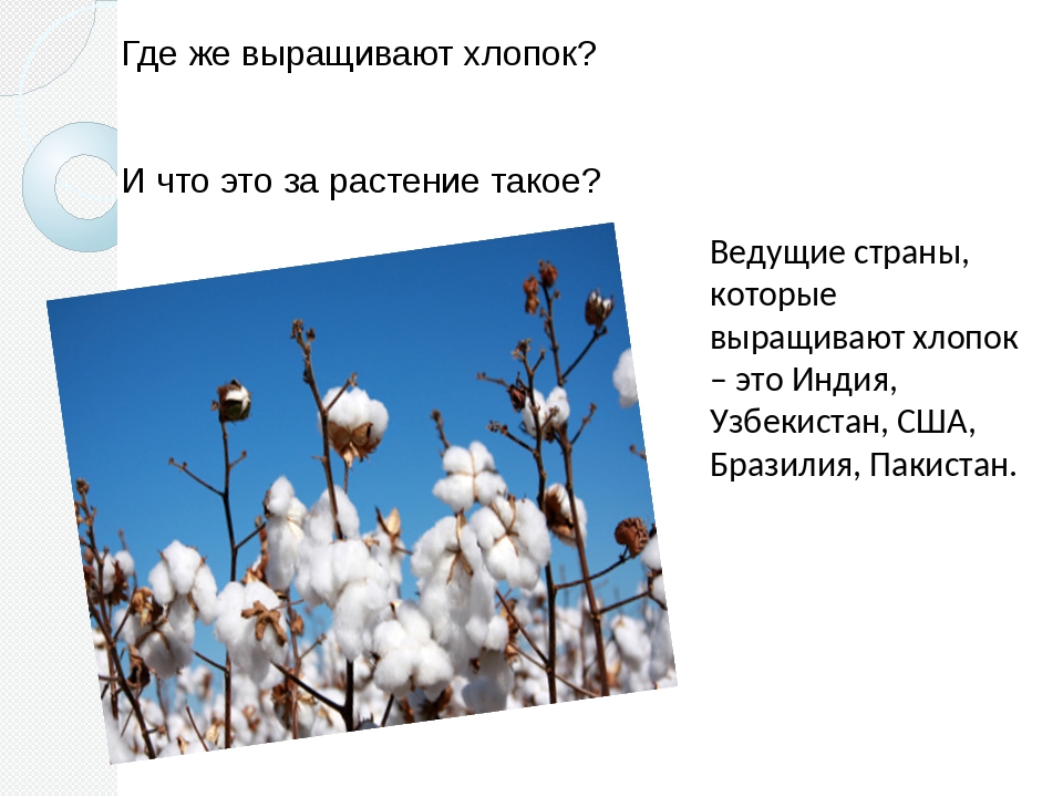 Органический хлопок: что это такое, вреден ли, эко коттон, переработанный