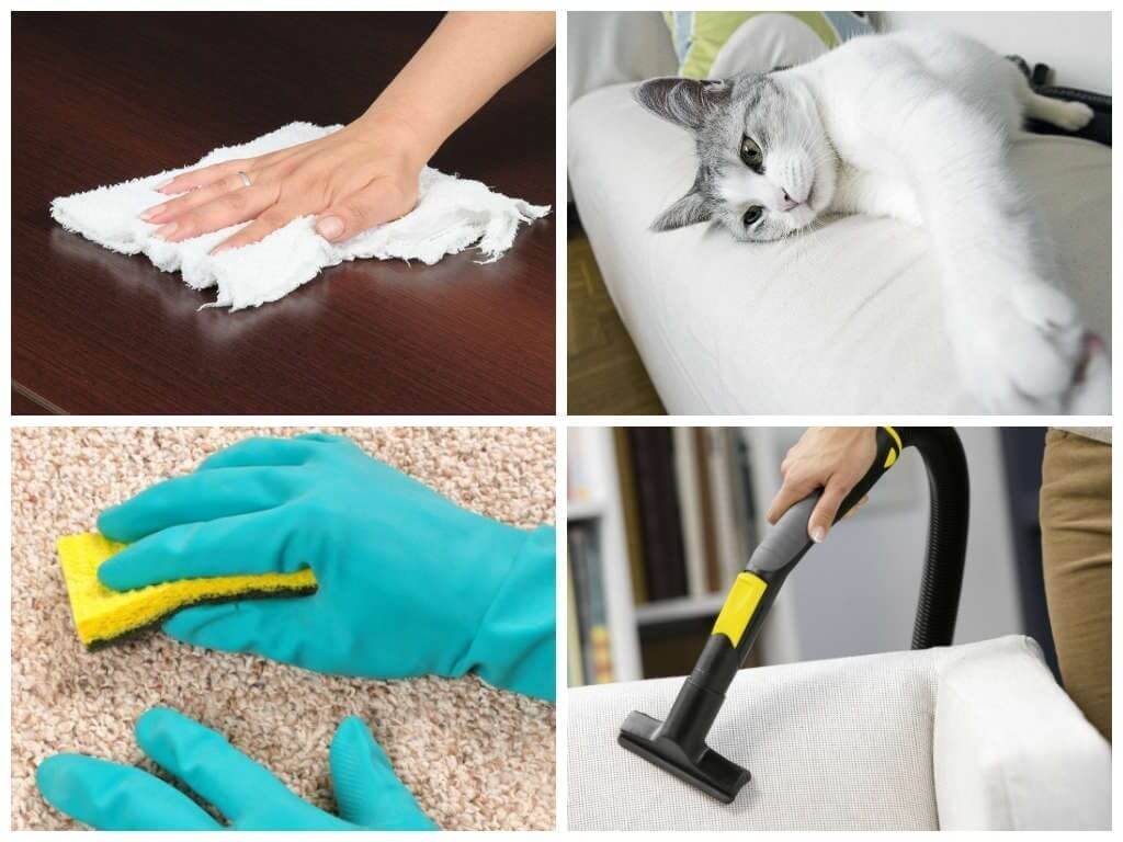 Как быстро почистить ковер от кошачьей и собачьей шерсти