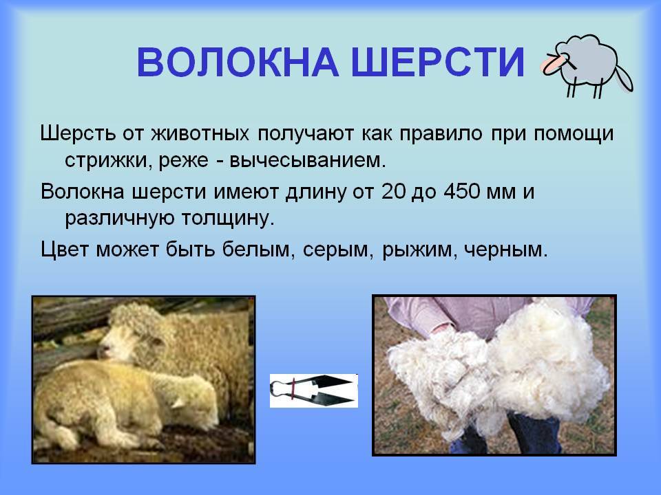 Бараны и овцы романовской породы — описание, характеристика, условия содержания. | cельхозпортал