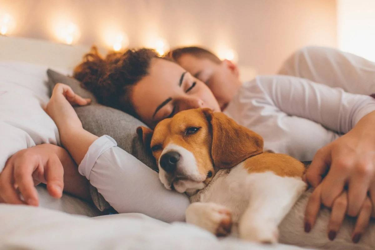 Можно ли спать в одной постели со своей собакой?