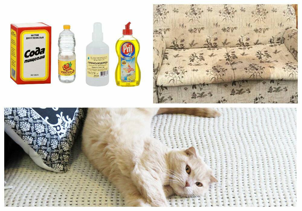 Как вывести запах кошачьей мочи с вещей и мебели?
