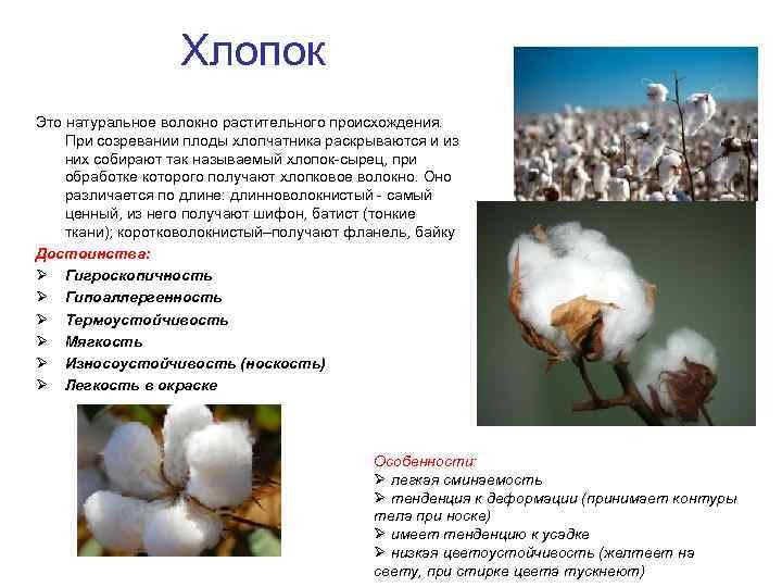 Органический хлопок что это такое, особенности, где используют
