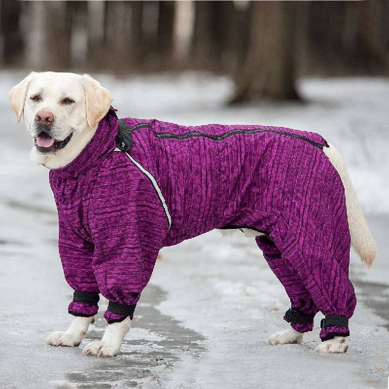 Модные зимние комбинезоны для собак: правила выбора и использования