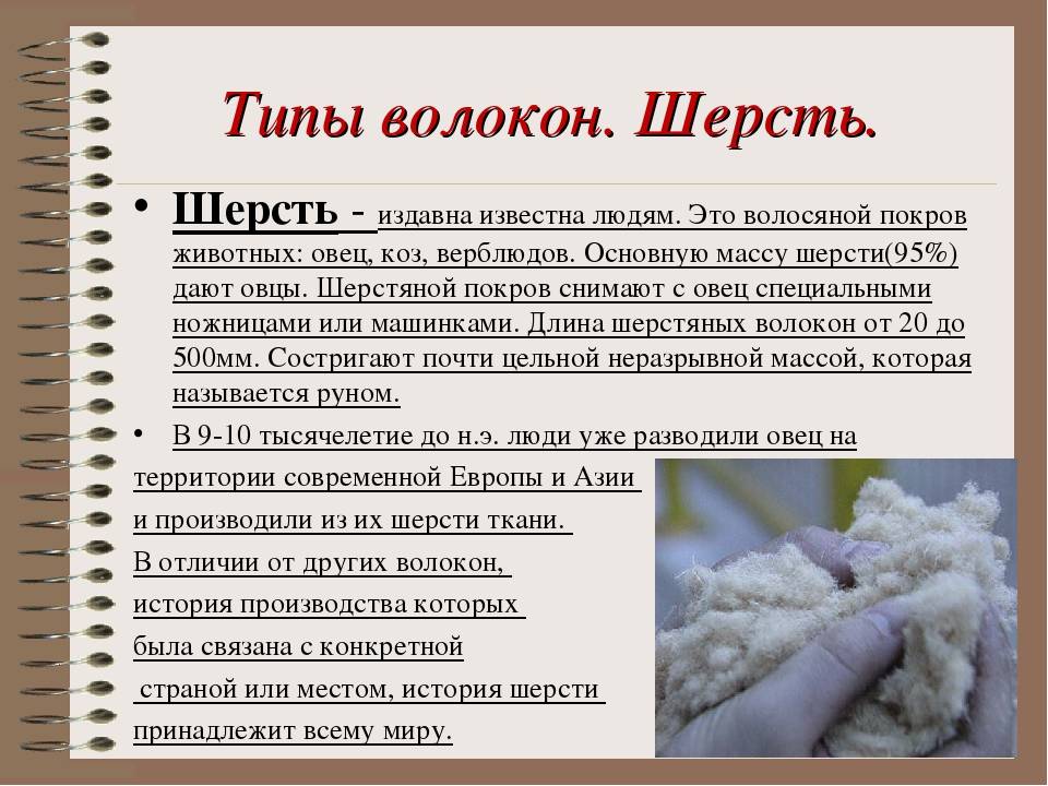 Из шерсти мериносов изделия - 3 вида: экстрафайн, кардная, гребенная, что это за животное, что за порода, как стирать, свойства меха и пряжи