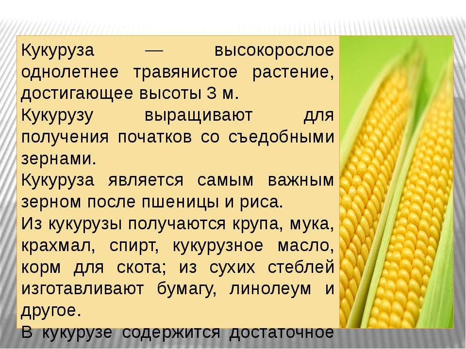 Особенности и достоинства ткани кукуруза