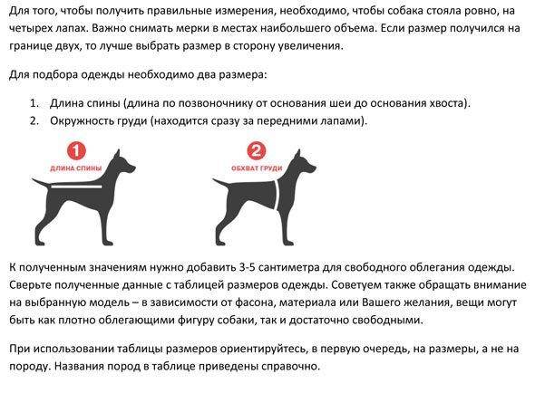 ᐉ одежда для собак: зачем нужна и как правильно подобрать - ➡ motildazoo.ru