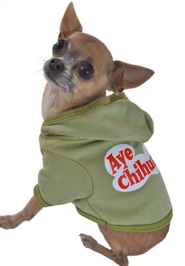Одежда для собак чихуахуа своими руками: как сшить, выкройки