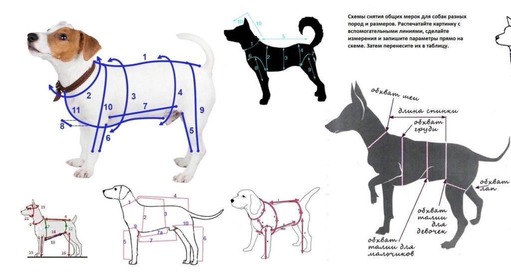 Инструкции по пошиву красивой одежды для собаки и снятию мерок