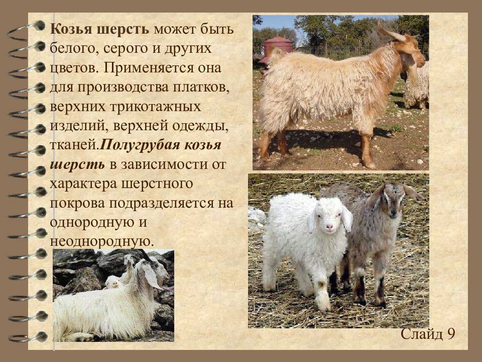 ᐉ как выделать шкуру козы в домашних условиях: описание всех этапов - zooon.ru
