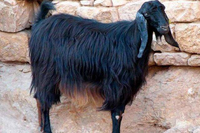 Шерстные породы коз: описание, свойства шерсти и общая информация
