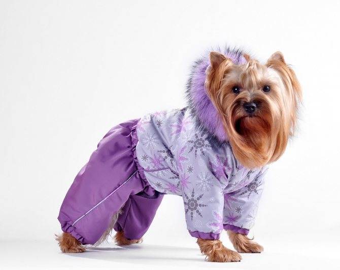 Одежда для маленьких собак, как подобрать с учетом снятых мерок