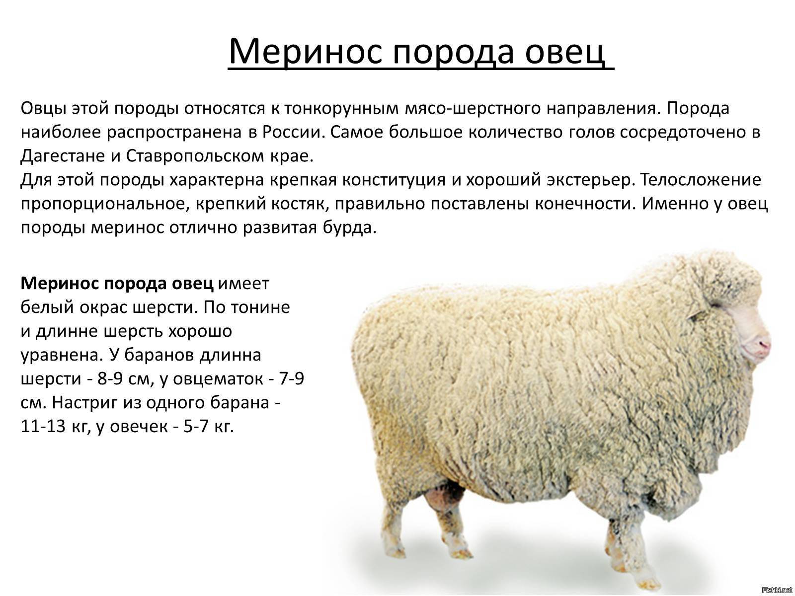 Полезные свойства бараньей шерсти, изделия из овечьего меха и как их можно сделать