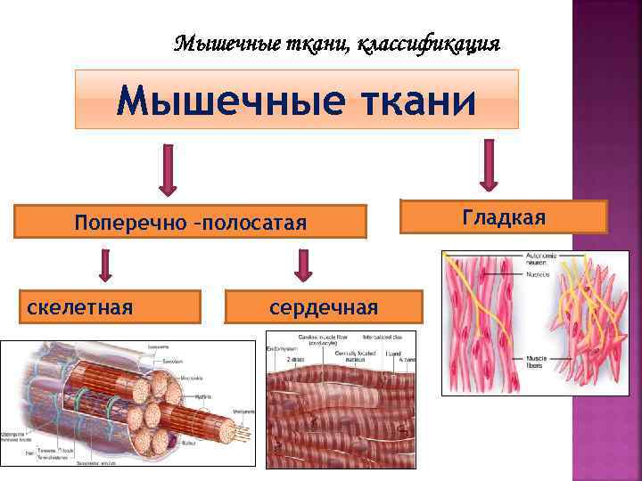 Ткани мышц