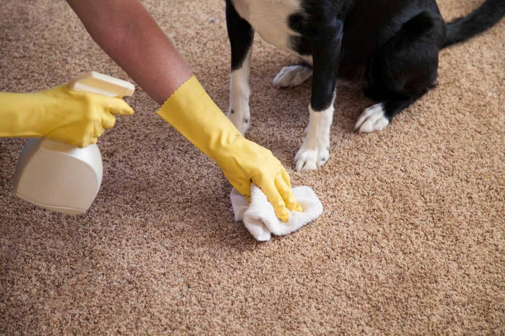 Как очистить ковер от шерсти кота, собаки и других домашних животных?