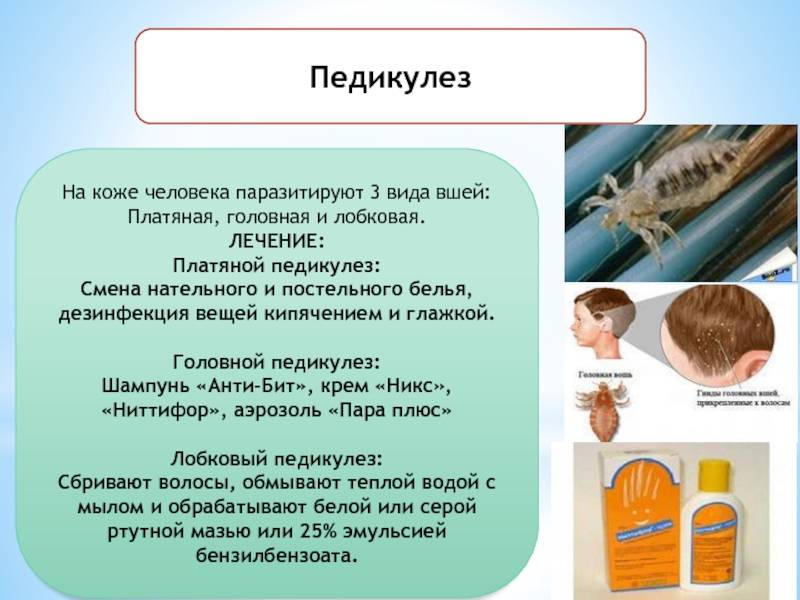Обработка от вшей: очищаем помещение, вещи, постельное белье, расчески от следов педикулеза