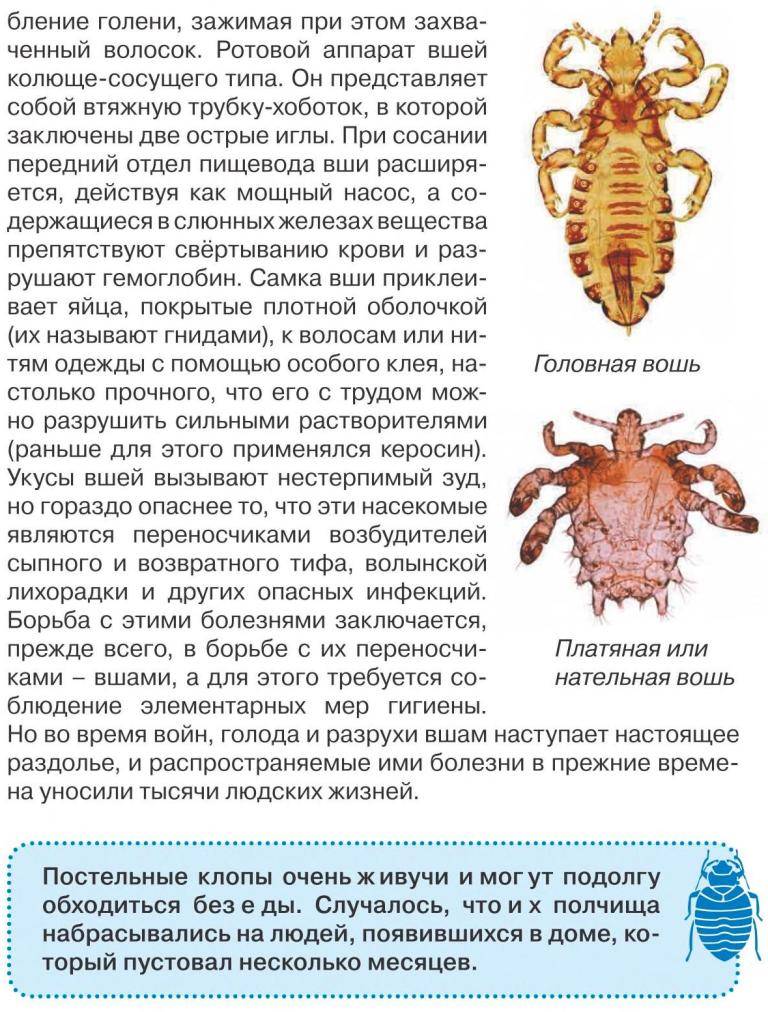 Как выглядят клопы домашние. описание самок самцов и яиц клопов