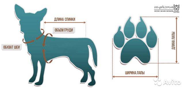 ᐉ как правильно выбрать комбинезон для собаки? - zoomanji.ru