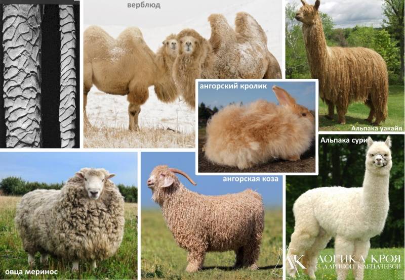 Пледы из шерсти: овца-меринос или альпака?