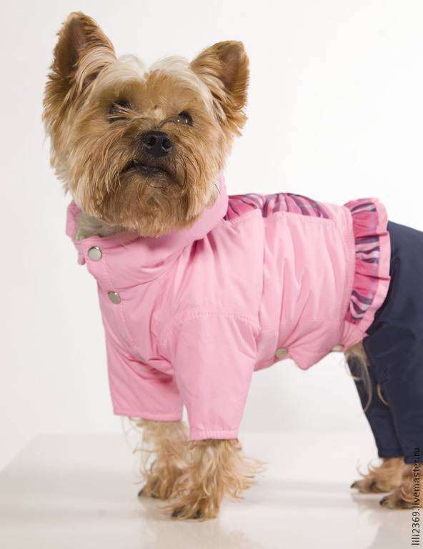 Одежда для собак, что предпочитают покупать владельцы своим любимцам