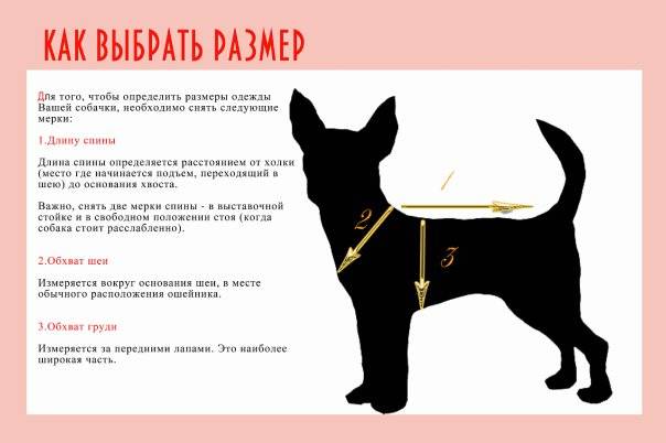 Как узнать размер одежды для собаки: по щенку, породе, снятие мерок