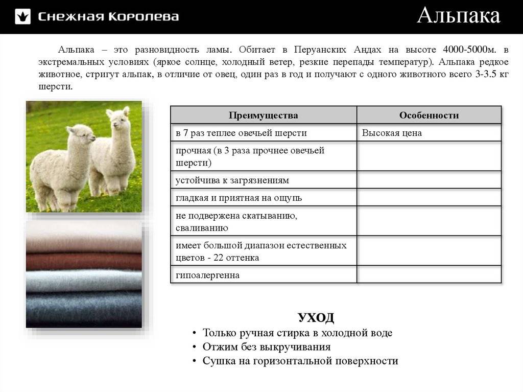 Удивительное рядом: ферма «российские альпаки»