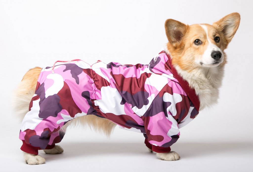 Одежда для собак: обзор лучших моделей декоративной одежды для собак, правила выбора размера и типа одежды